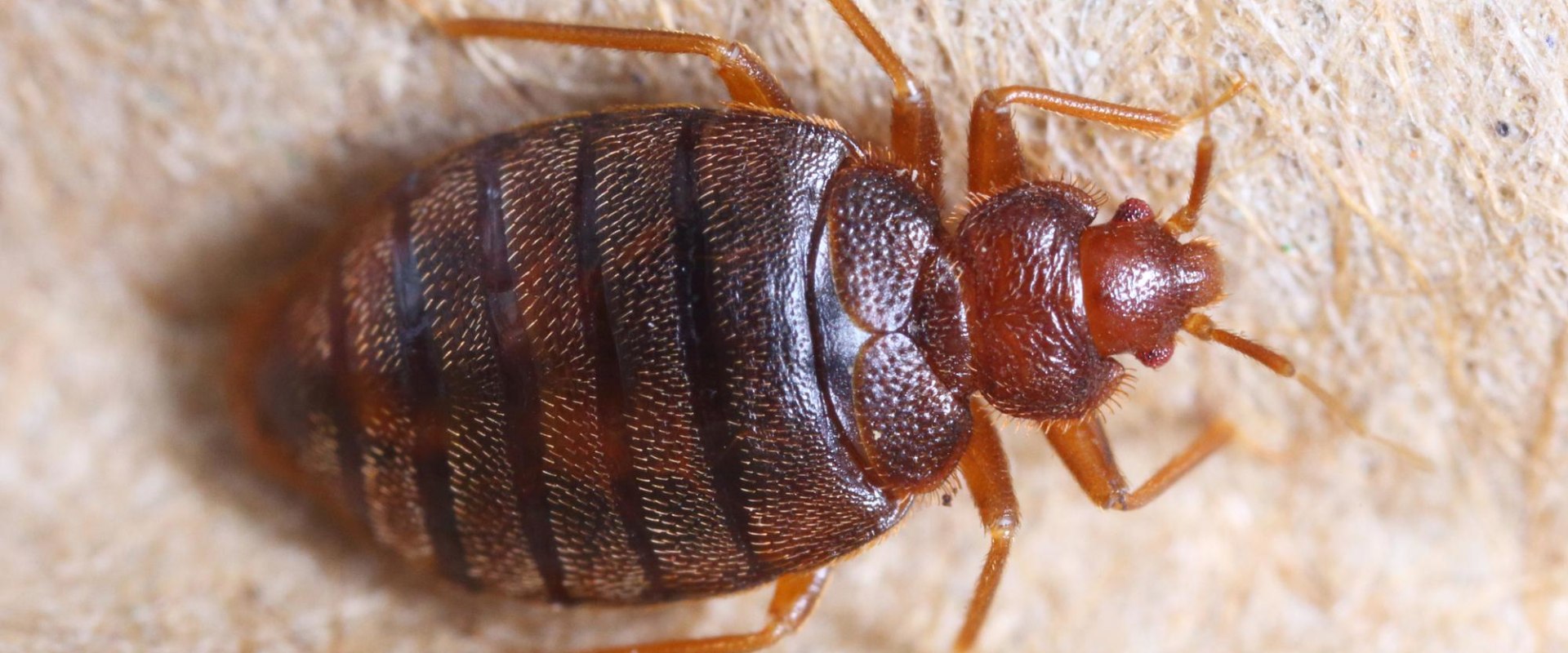 does-vinegar-kill-bed-bug-eggs