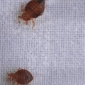 What is the quickest way to get rid of bed bugs?