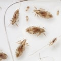 Will bed bug spray kill lice?