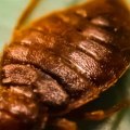 Can bed bug kill you?