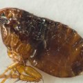 Will bed bug spray kill fleas?