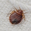 Does bed bug treatment work?