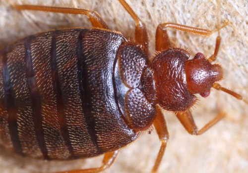 Does vinegar kill bed bug eggs?