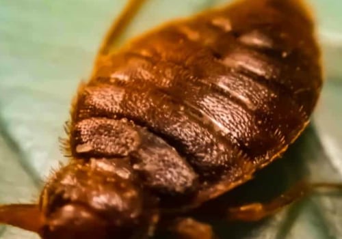 How do i permanently get rid of bed bugs at home?