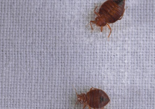 What is the quickest way to get rid of bed bugs?