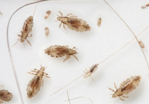 Will bed bug spray kill lice?