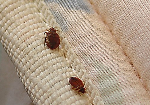 What keeps bed bugs away at night?