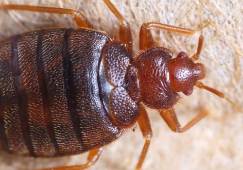 Is it possible to get rid of bed bugs without an exterminator?