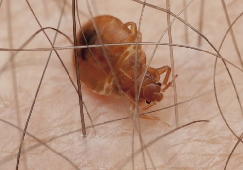 Where does bed bugs hide the most?